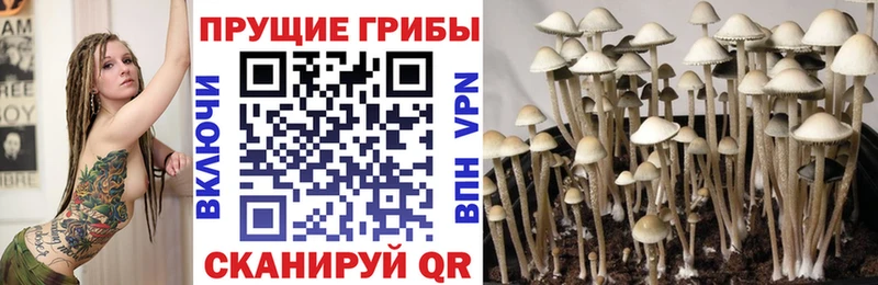 где купить   Белозерск  Псилоцибиновые грибы Psilocybe 